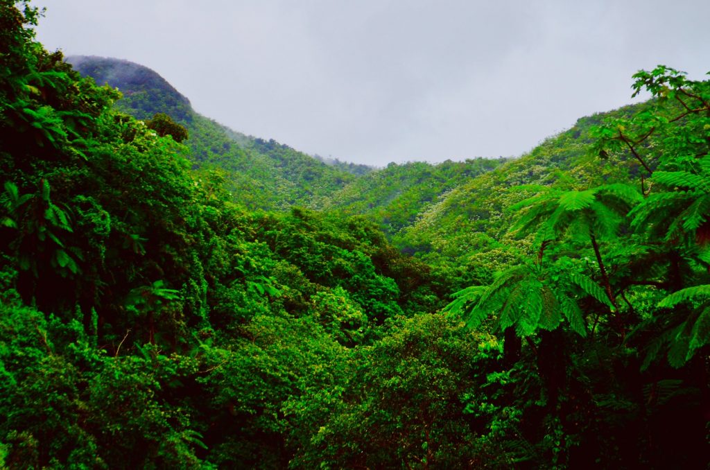 Amazon Rainforest Ecosystem Pictures Of The Amazon Rainforest YXCKKF